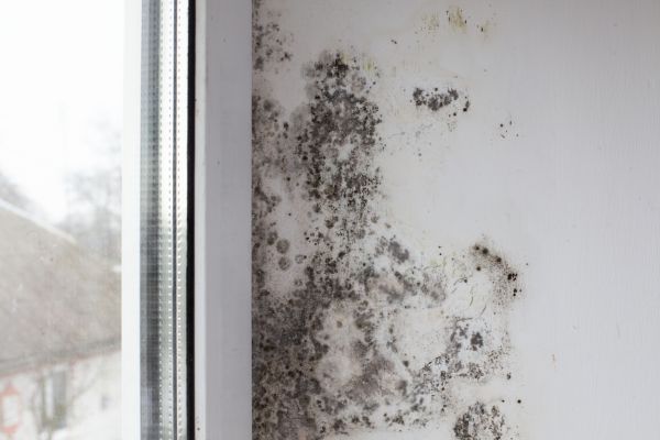 Asbestos And Mold Inspection Service